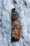 Clavigesta purdeyi