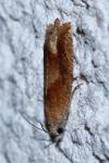Eucosma conterminana