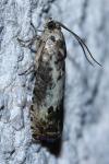 Pammene fasciana