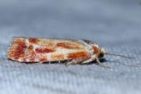 Rhyacionia buoliana