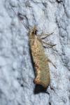 Ypsolopha alpella