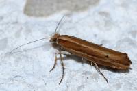 Ypsolopha ustella