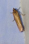 Oncocera semirubella