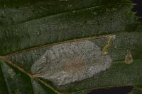 Phyllonorycter esperella