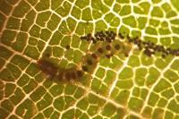 Phyllonorycter esperella