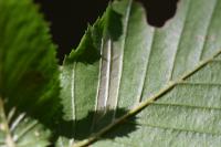Phyllonorycter tenerella