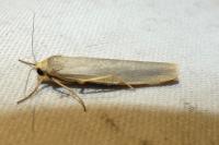 Eilema caniola