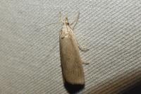 Calamotropha paludella