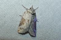 Nycteola siculana