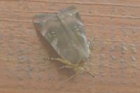 Noctua janthe/janthina