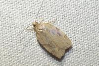 Acleris ferrugana/notana