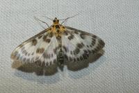 Anania hortulata