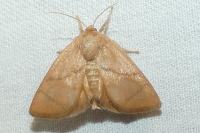 Apoda limacodes