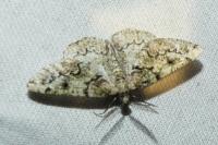 Cleorodes lichenaria