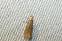 Coleophora