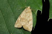 Cosmia trapezina