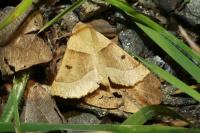 Crocallis elinguaria