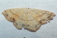 Cyclophora punctaria