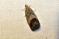 Cydia splendana