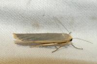 Eilema caniola