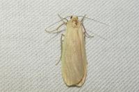 Wittia sororcula