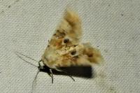 Eremobia ochroleuca