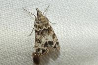 Eudonia
