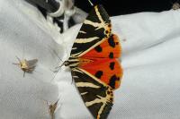 Euplagia quadripunctaria