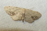 Idaea dimidiata