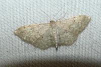 Idaea fuscovenosa