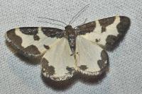 Lomaspilis marginata