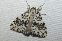Lymantria monacha