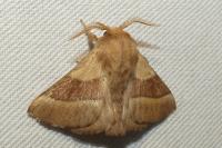 Malacosoma neustria