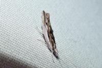 Ypsolopha scabrella