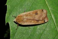 Noctua pronuba