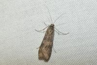 Nomophila noctuella