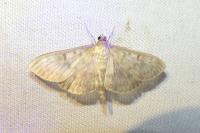 Patania ruralis