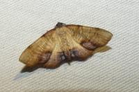 Plagodis dolabraria