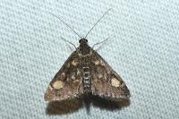 Pyrausta aurata