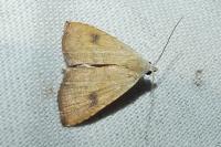 Rivula sericealis