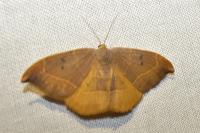 Watsonalla binaria/uncinula