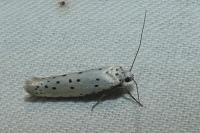 Yponomeuta