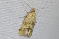 Aethes williana