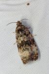 Endothenia gentianaeana/marginana/oblongana