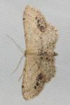 Idaea dimidiata