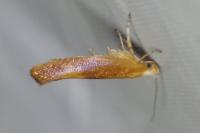 Argyresthia