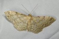 Idaea fuscovenosa