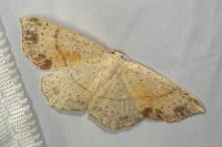Cyclophora punctaria