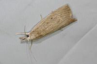 Calamotropha paludella