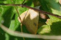 Rivula sericealis